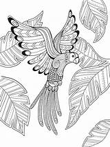 Bird Coloring Pages Paradise Drawing Printable Sheets Outline Eye Getcolorings Doverpublications Color Colouring Dover Ausmalbilder Publications Erwachsene Adult Getdrawings Mandala sketch template