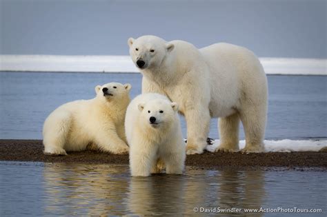photographing alaskan polar bears part  action photo tours