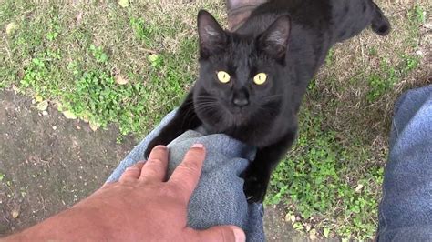 feral black cat loving    hd   video camera canon vixia hf  youtube