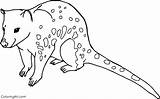 Quoll Coloringall sketch template