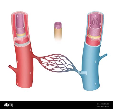 anatomie der blutgefaesse die arterien und venen haben drei schichten