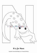 Newt sketch template