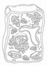 Coloring Pages Cell Structure sketch template