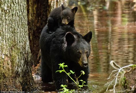 Who S Bringing The Picnic Then Black Bear Cubs Were In For A Surprise