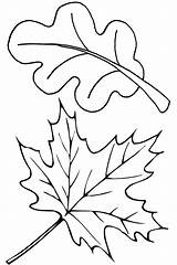 Oak Coloring Pages Leaves Leaf Getcolorings Printable sketch template