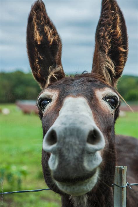 animal personalities friendly quirky donkey face close  del