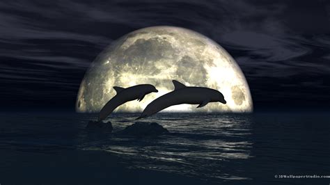 animated dolphins  atmbrown bing dolphin wallpaper