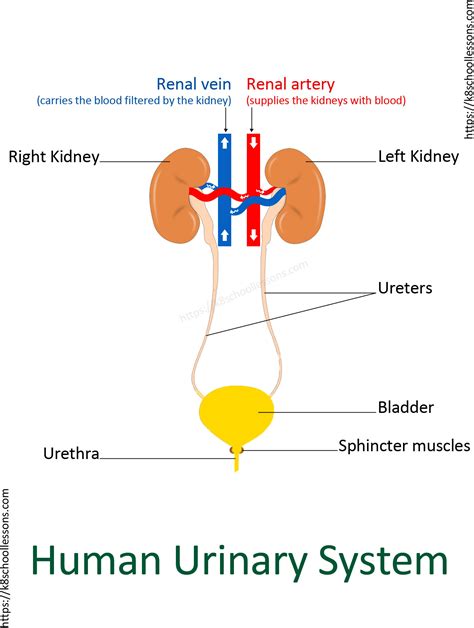urinary system  kids human urinary system human body facts