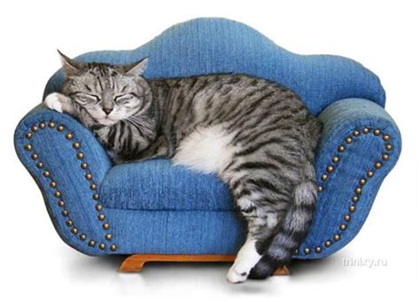 tips  select perfect sofas   interior decorating cats cat sleeping cat couch