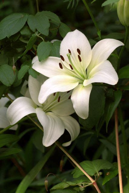 White Lily In A Garden