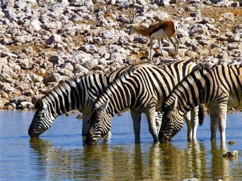 namibia and botswana safari helping dreamers do