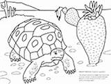Coloring Desert Tortoise Asu Pages Biologist Ask Askabiologist Color Biology Worksheet Activities Worksheets Fruits Edu sketch template