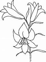 Lilies Coloring Kids Pages Top sketch template