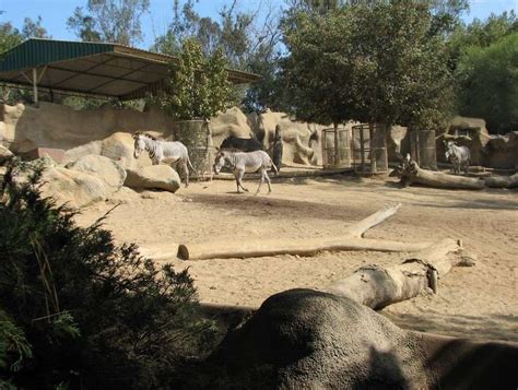 remaining hoof stock species san diego zoo page  zoochat