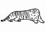 Tiger Sleeping Coloring Large sketch template