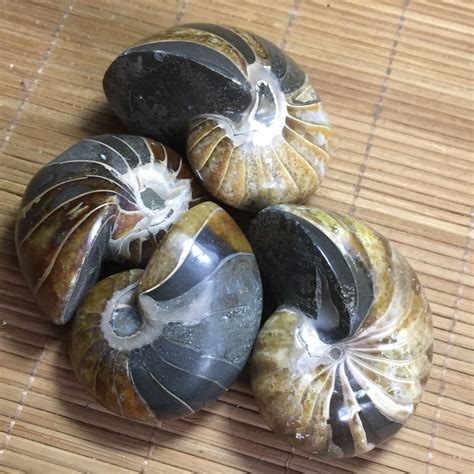 pcs natural conch ammonite fossil specimens  madagascar  ebay