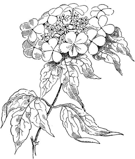 realistic rose coloring pages flower coloring pages coloring pages