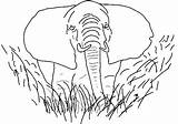 Savanna Elephant sketch template