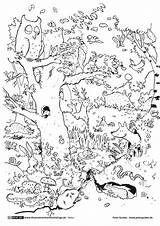 Tiere Wald Malvorlagen Ausmalbilder Ausmalen Kostenlose sketch template