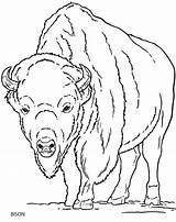 Bison Doverpublications Dover Publications Mammals Visiter sketch template