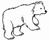 Grizzly Baer Malvorlage Bär Malvorlagen Tierbilder Lustige sketch template