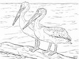Pelicans Pelican Coloringbay Onlinecoloringpages sketch template