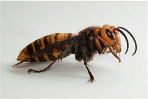 Asian Giant Hornets Are ‘buzzy’ In The United States The Science Survey