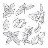 Clip Spearmint Illustrations Leaf Mint Vector Leaves sketch template
