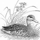 Duck Drawing Drawings Wood Pencil Coloring Bird Pond Burning Pages Patterns Paper Ducks Animal Birds Sketches Beautiful Adults Diane рисунки sketch template