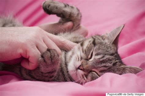 11 reasons your crazy cat obsession makes you happier and healthier