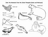 Coloring Sea Seals Pinnipedia Lions Walrus Pinnipeds Animal Group Exploringnature Pdf Order Nature Return Educational Printing Exploring Support sketch template