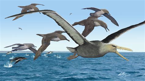 antarctic fossils    belong   largest flying bird