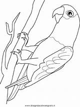 Perroquet Gabon Gris Oiseaux Papagaj Papageien Pappagalli Oiseau Coloriages Gratuit Tiere Graupapagei Ptaki Kolorowanki sketch template