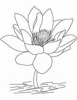Coloring Flower Lotus India Pages Beautiful Kids Color Momjunction sketch template