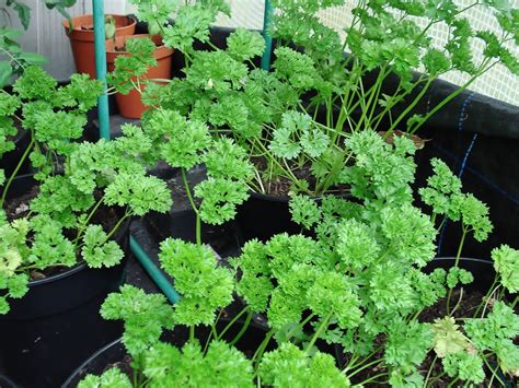 seed  feed    grow parsley