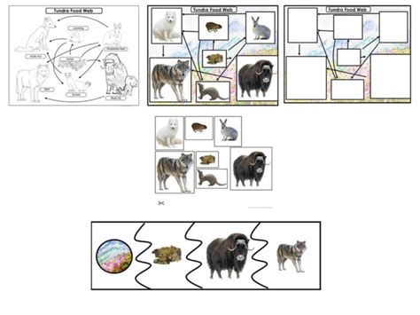 food chains  food webs  biomes nature curriculum  cards