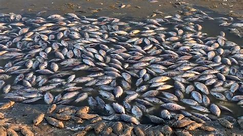 mass fish die   southern russia sparks probe  moscow times