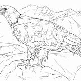 Eagle Drawing Bald Mexican Step Getdrawings Flag Printable Cartoon sketch template