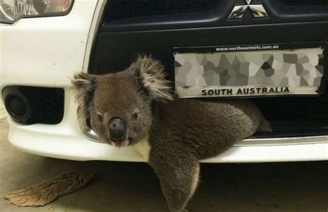 koala  hit  car holds  car  dear life   mph complex