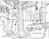 Floresta Colorir Selva Bosques Deciduous Bosque Forests Imprimir Imágenes Temperate Wald Migratory Facts Paisagem Florestas Dibujar Rainforest Colorironline Habitat Taiga sketch template