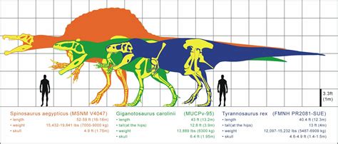 tyrannosaurus rex  carcharodontosaurus