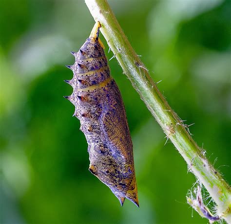photo  pupa cocoon butterfly chrysalis insect
