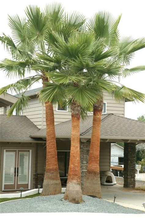washingtonia robusta newly cleaned palm garden palm