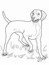 Vizsla Ausmalbild Vorstehhund Bojanke Psi Pobarvanke Ungarischer Pes Coonhound Redbone Otroke sketch template