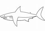 Shark Coloring Squalo Colorare Rekin Kolorowanka Rysunek Sharks Hai Haifisch Rekiny Ausmalen Disegni Kolorowanki Squali sketch template