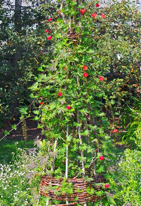 cardinal climber ipomoea sloteri master gardener program cypress vine climbing plants