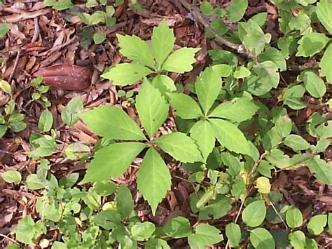 grannys nature spot poison ivy leaves