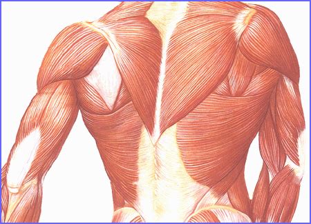 human body lesson  muscular system part