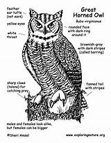 Owl Horned Great Diagram Coloring Labeling Hi Res Exploringnature sketch template