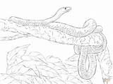Mamba Designlooter Serpent Snake Anaconda Realistic Colorier Coll sketch template